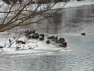 Ideiglenes félsziget a Hernád folyón 