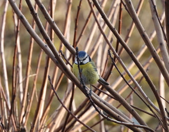 Ahová nézek, vessző terem 