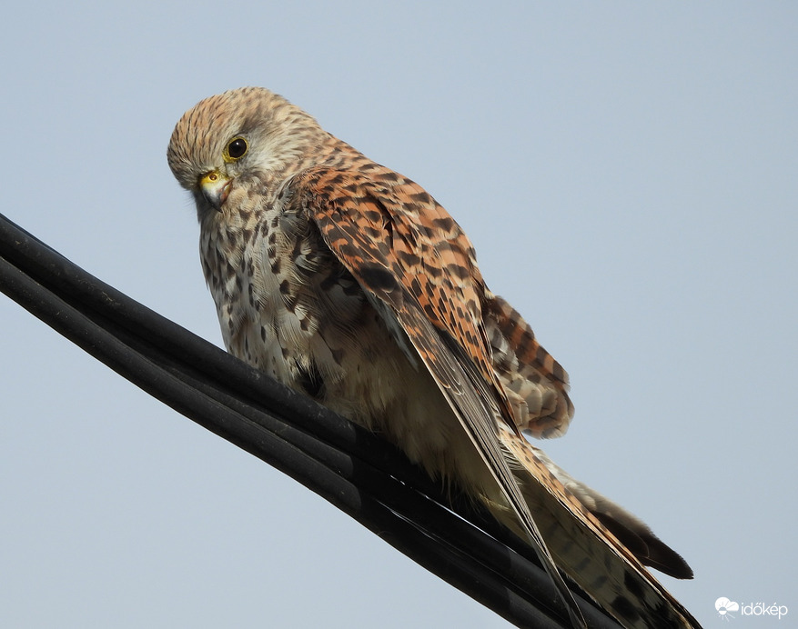 Műanyag vadászlesen 