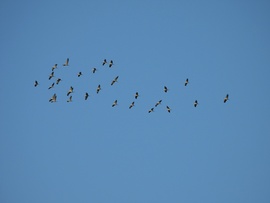 Az ék alakzat 1 percig szünetel 