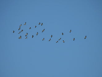 Az ék alakzat 1 percig szünetel 