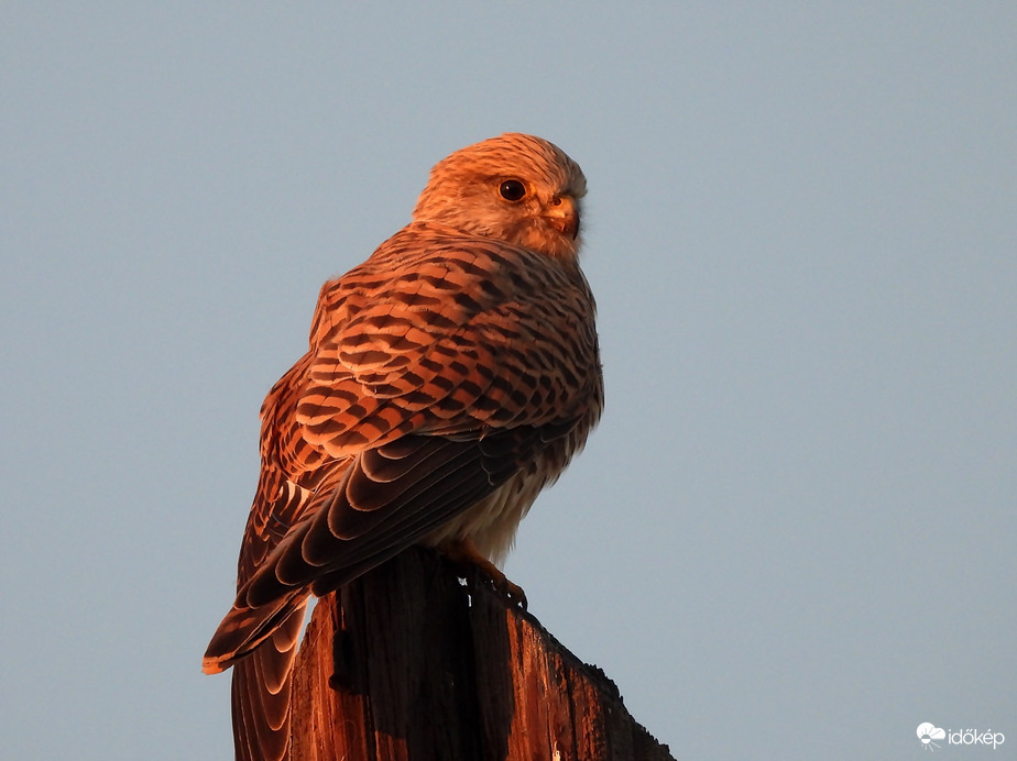 Vörös vércse napnyugtakor 