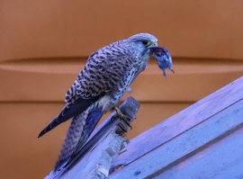 - 1 egér kora reggel 