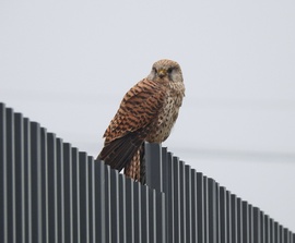 Vércse keresi a "kapcsolatot" 