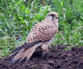 A második fogás ebédre