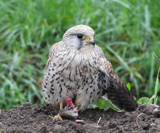 A friss ételre esküszöm