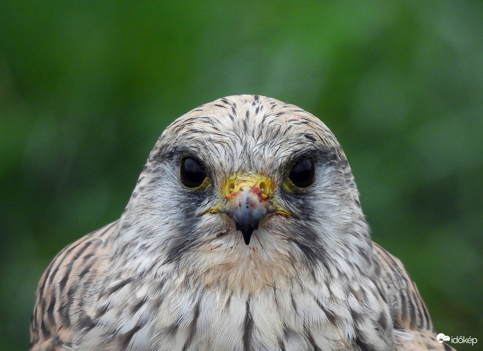 Elnézést, de nincs szalvétám! 