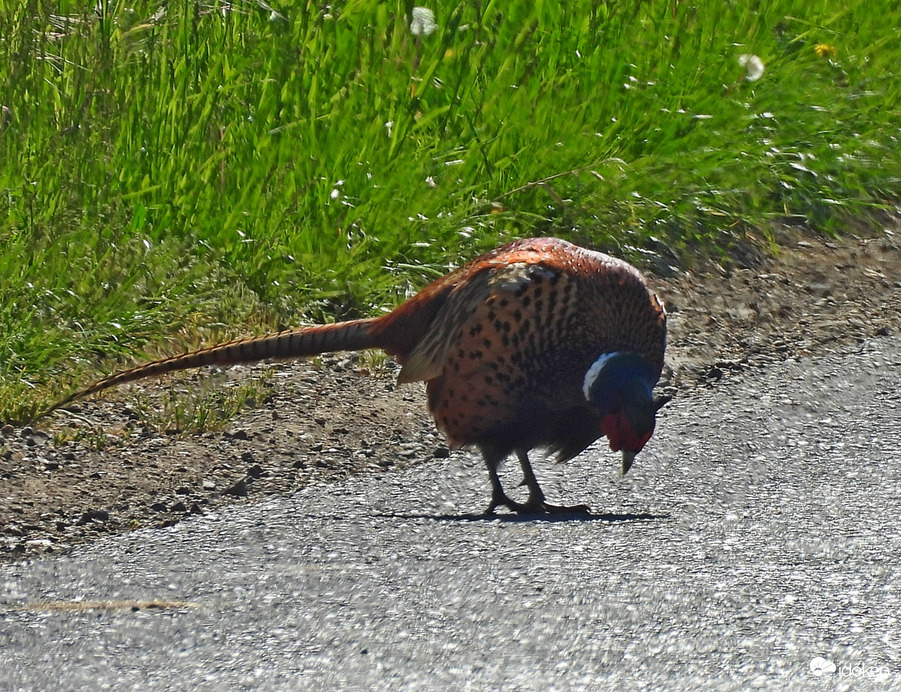 F. kakas meglátta az árnyékát (08:05)
