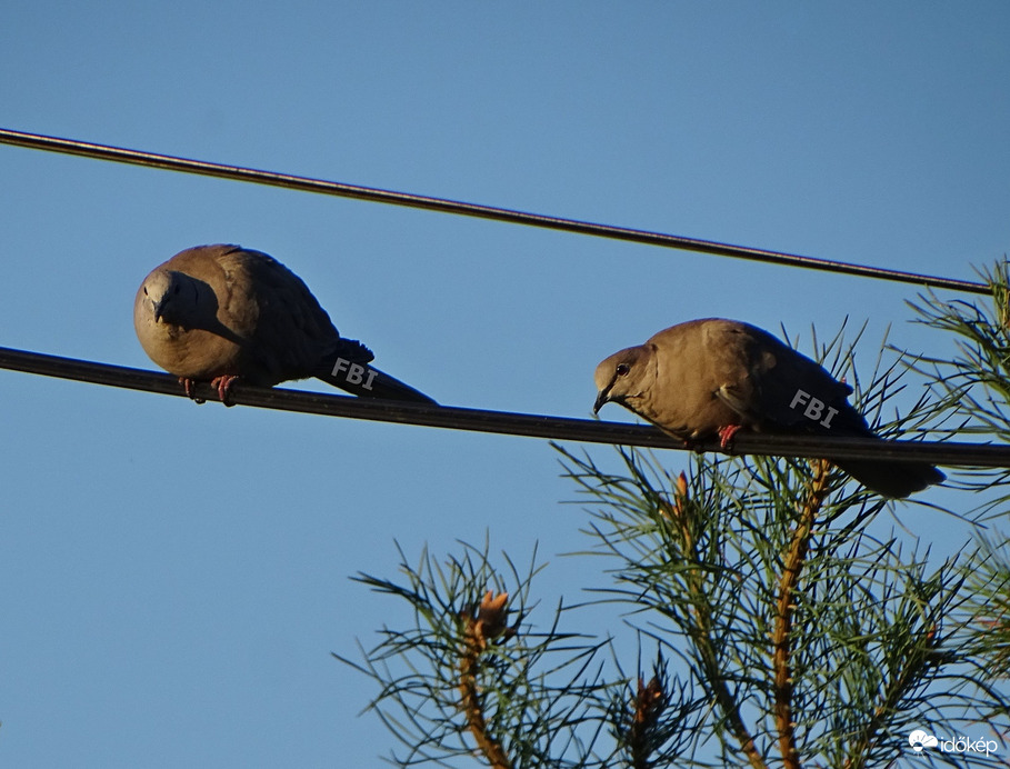 Csak úgy vannak!  Maradj naiv!  