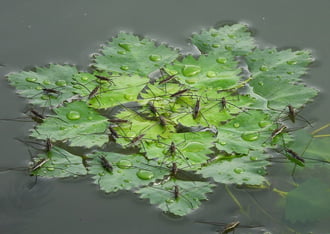 Szigetlakók 