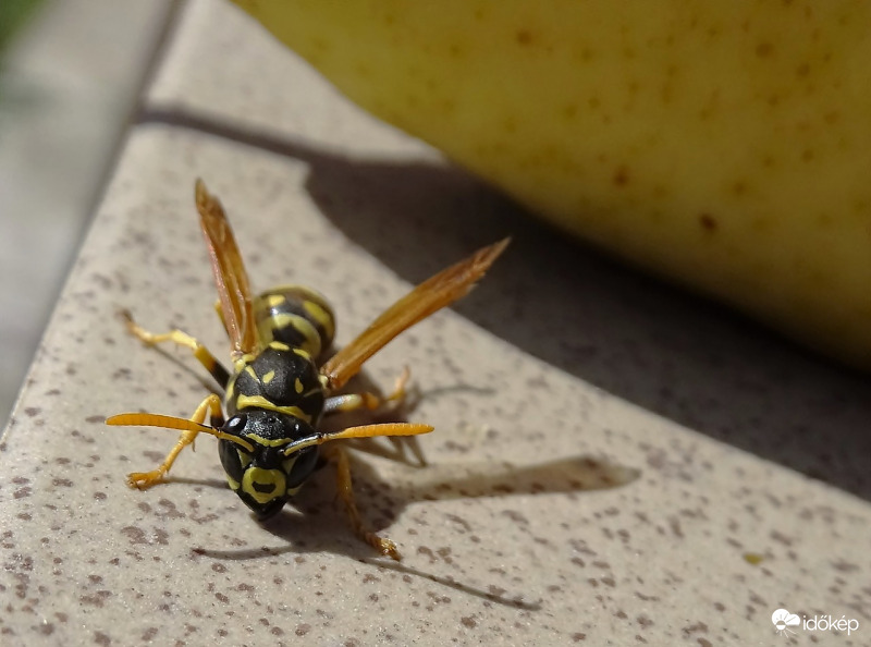 Kicsit megkóstollak!  