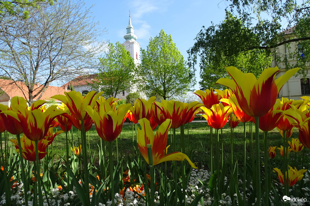 Tulipános tavasz