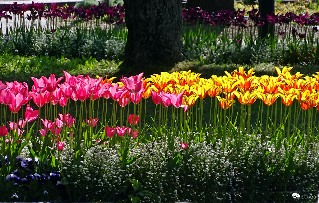 Tulipánok