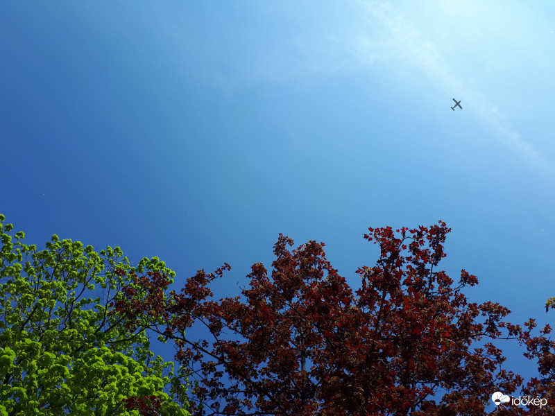 Napsütéses színes fák