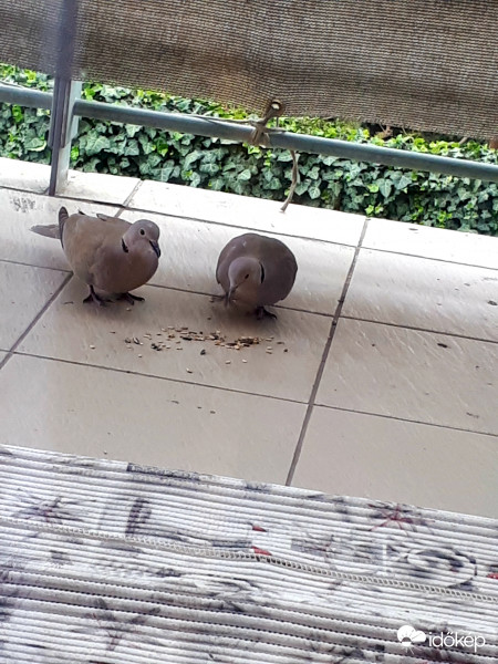 Csipegető gerlepár