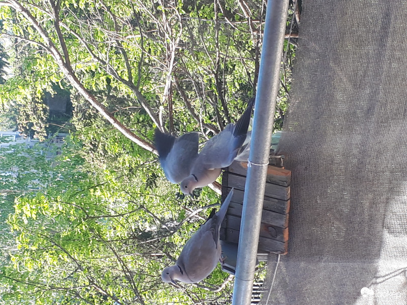 Szépek a szárnyaim