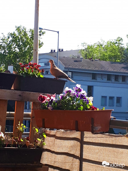 Gerle a virágok között