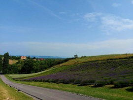 Levendula mező a Balaton fölött