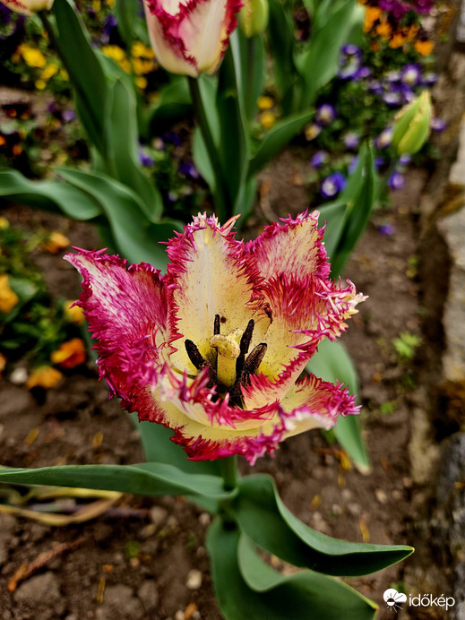 Különleges tulipán