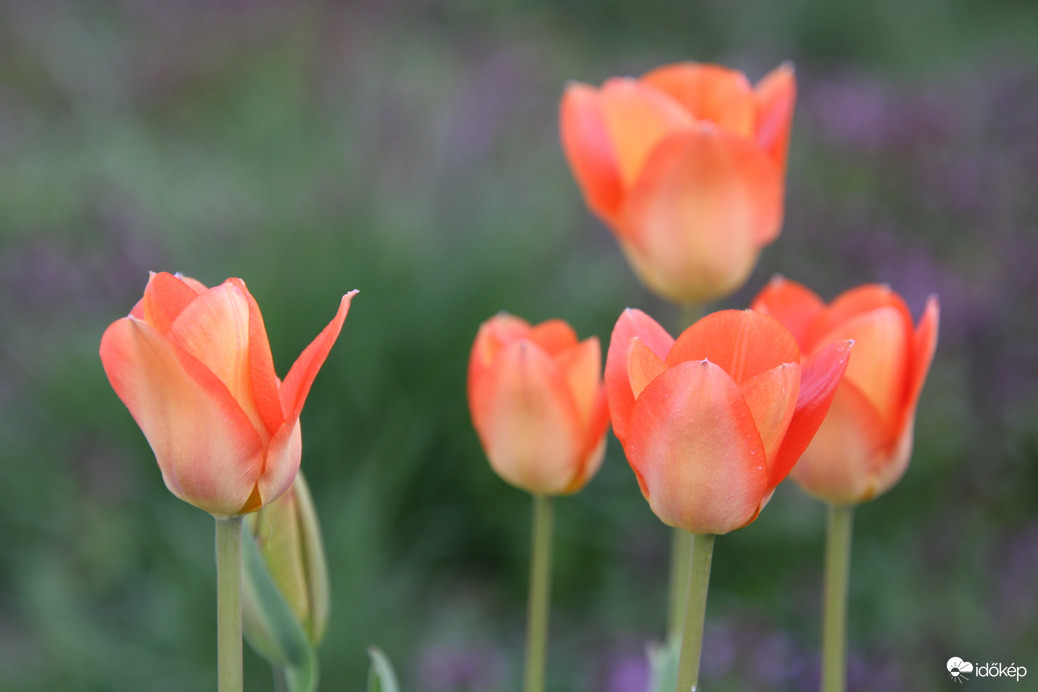 Tulipánok
