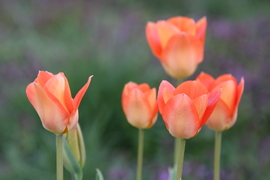 Tulipánok