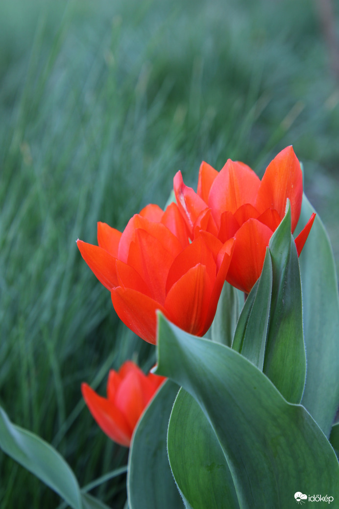 Tulipánvilág