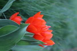 Tulipánvilág