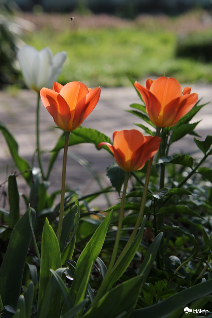 Tulipán napnyugta előtt 