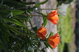Tulipán napnyugta előtt 
