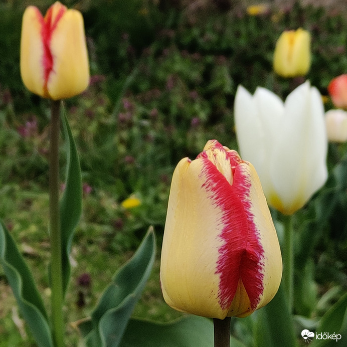 Tulipánok a vihar előtti csendben