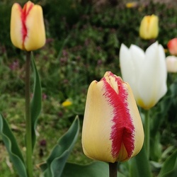 Tulipánok a vihar előtti csendben