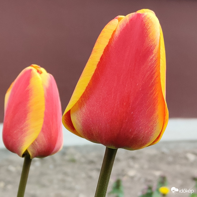 Kedvenc tulipán 