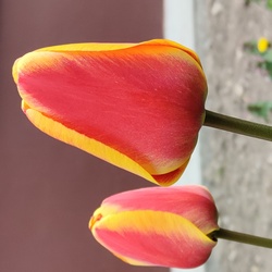 Kedvenc tulipán 