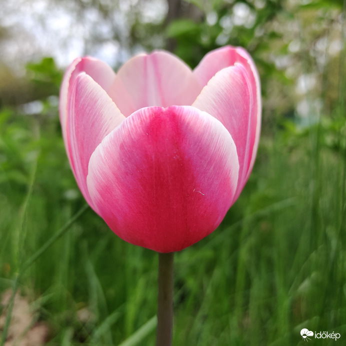 Tulipán
