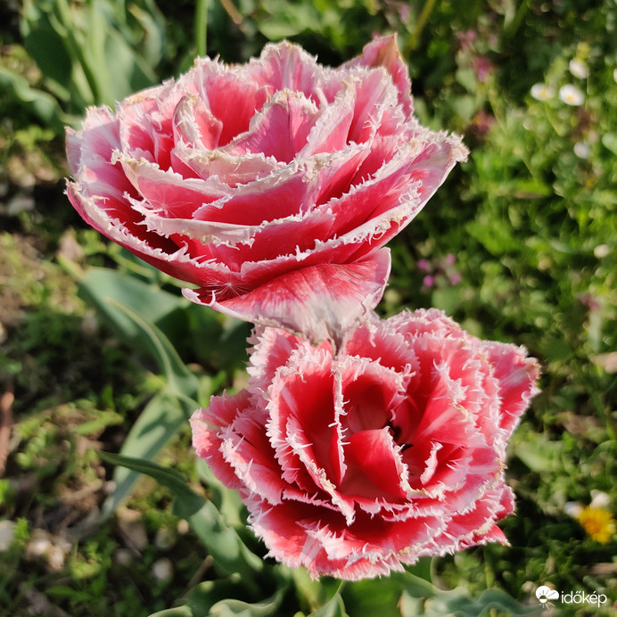 Tulipán