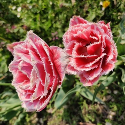 Tulipán