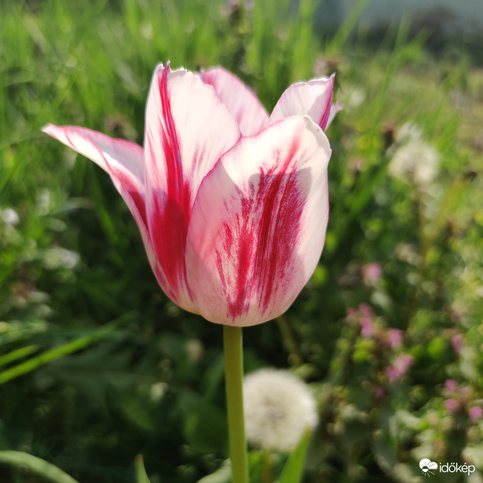 Tulipán
