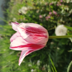 Tulipán