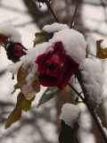 Rózsa a télben