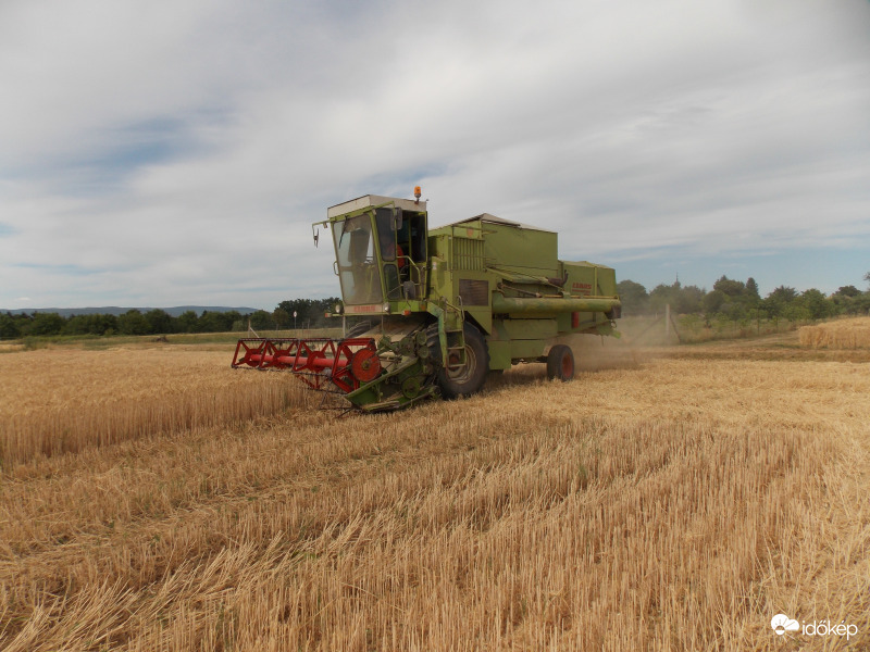 Aratás kánikulában