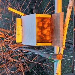 Mókushidak aranybarna fényben 2 23 02 04 7ó
