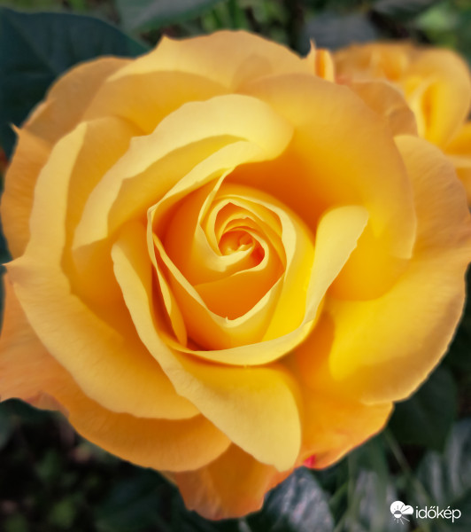 Sárga rózsa 