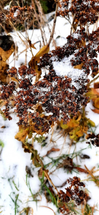 Ami az őszből megmaradt...