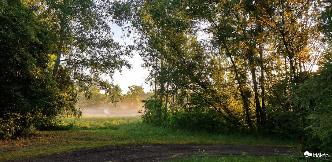 A ködös erdő..