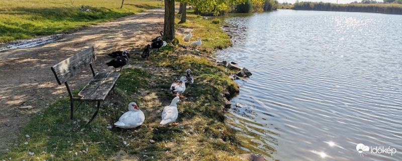 A kacsák...