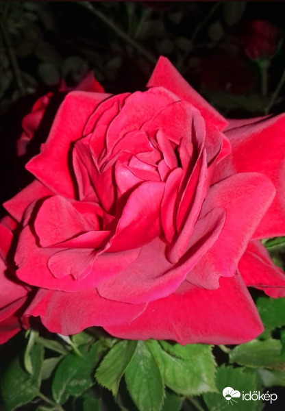 Csodás rózsa.