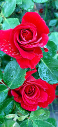 A vörös rózsáim..
