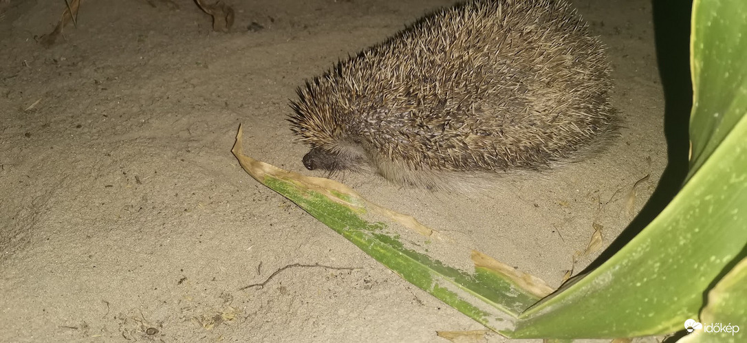 Sünike a kertünkben..