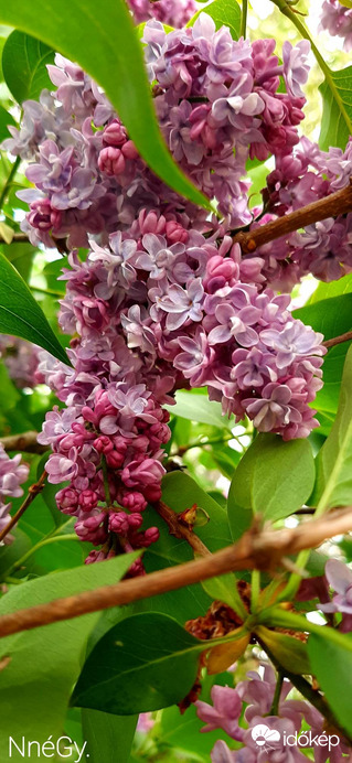 Szeretem az illatát...