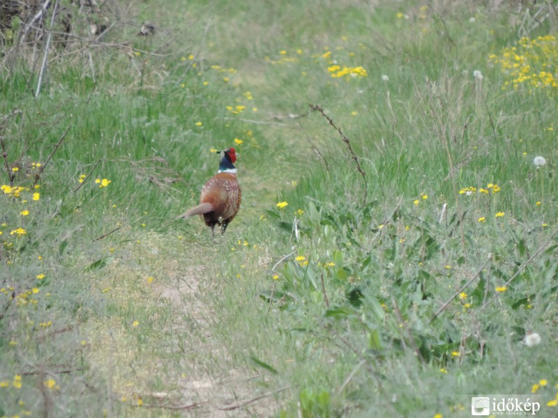 Fácánkakas..